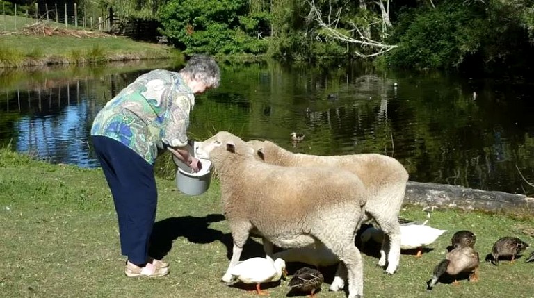 Bright Family Suite on Lovely Farm near Rotorua, New Zealand | Nature Lodges (Rotorua, North Island, New Zealand)