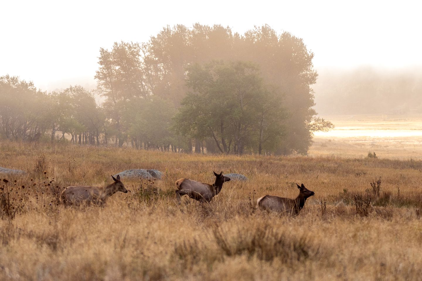 Modern Serene Cabin with Amazing Hiking Trails and Wildlife in Estes Park, Colorado