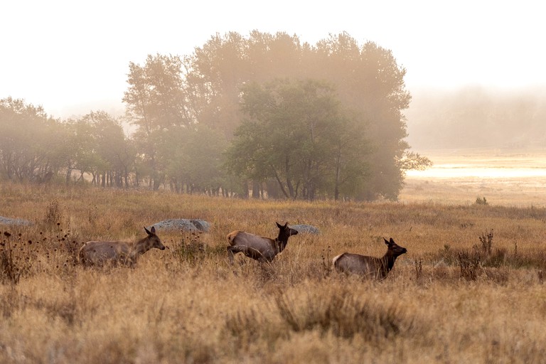 Cabins (United States of America, Estes Park, Colorado)