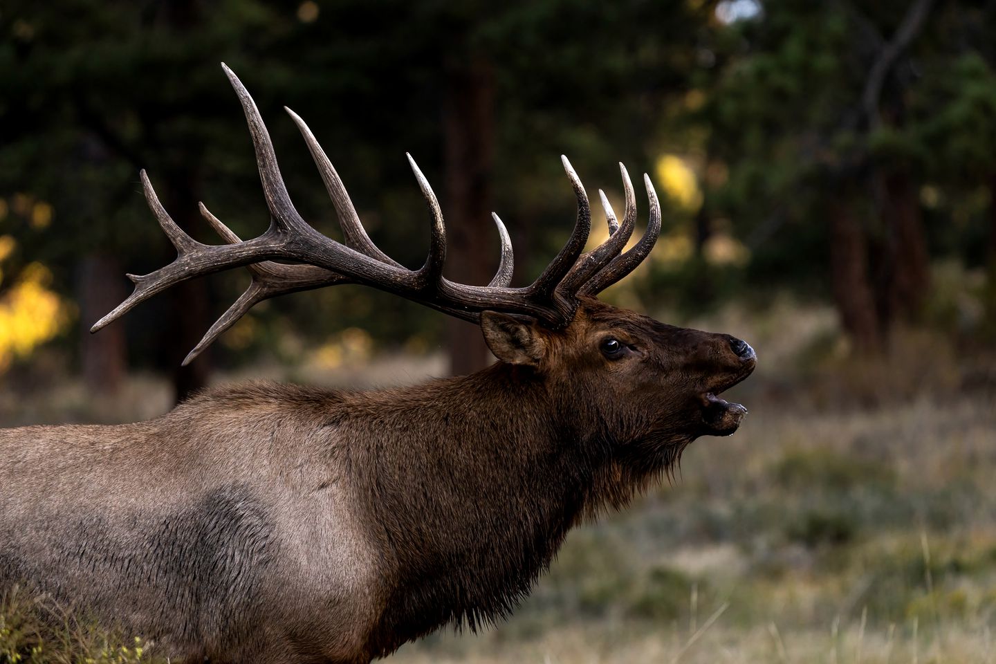 Modern Serene Cabin with Amazing Hiking Trails and Wildlife in Estes Park, Colorado