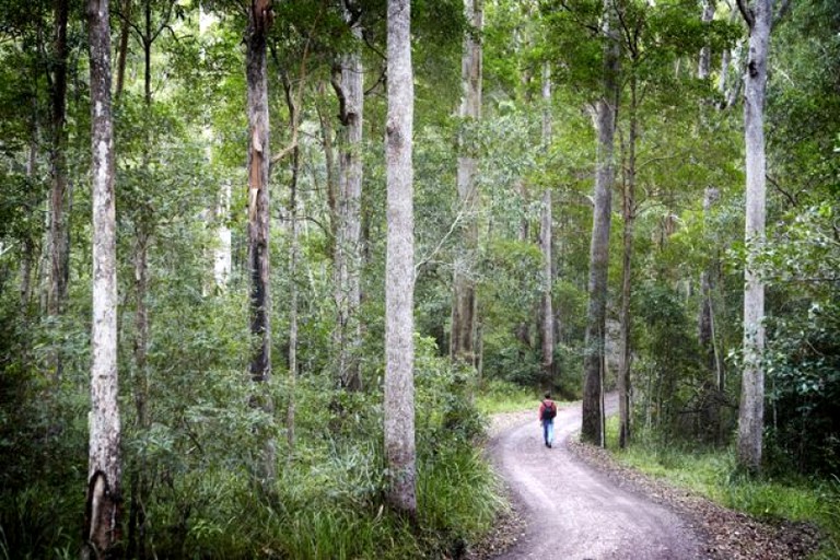 Nature Lodges (Ringtail Creek, Queensland, Australia)