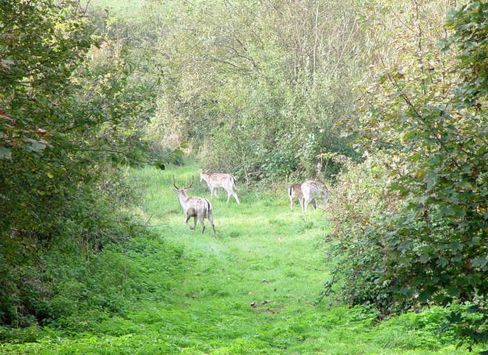 Safari Tents (Norfolk, England, United Kingdom)