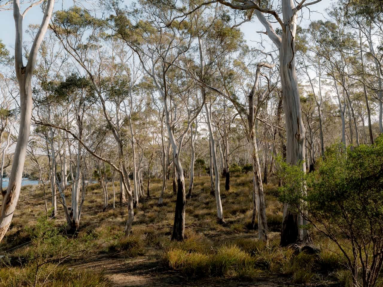 Banyula Cove in North Bruny, Tasmania