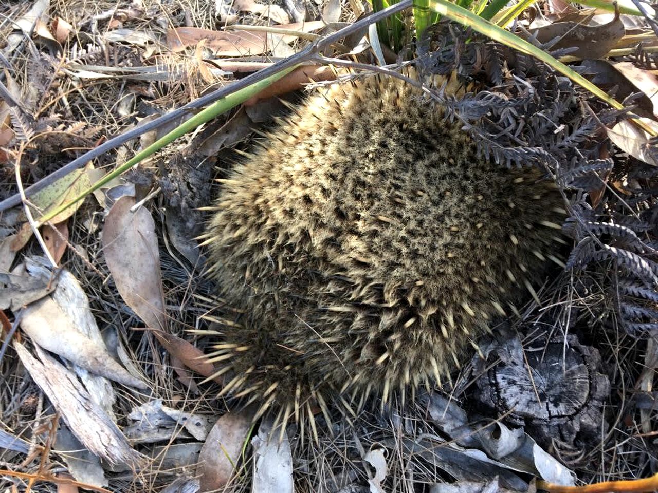 Banyula Cove in North Bruny, Tasmania