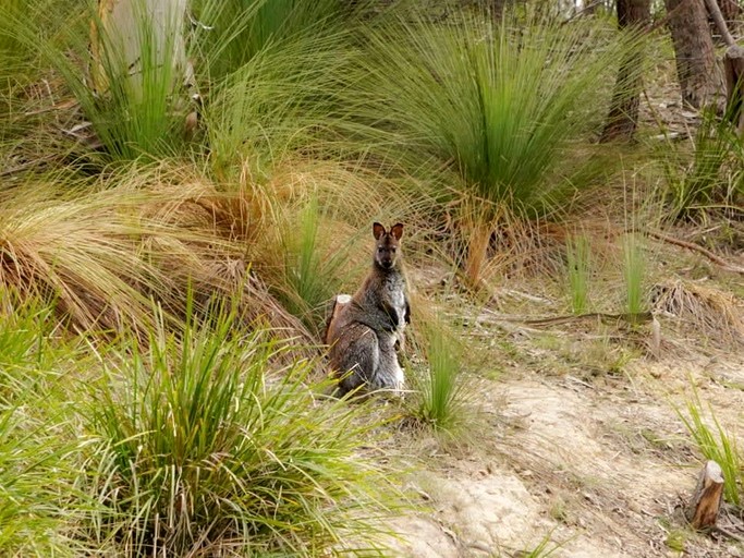 Tiny Houses (Australia, North Bruny, Tasmania)