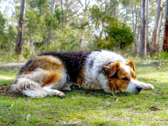 Tiny Houses (Australia, North Bruny, Tasmania)