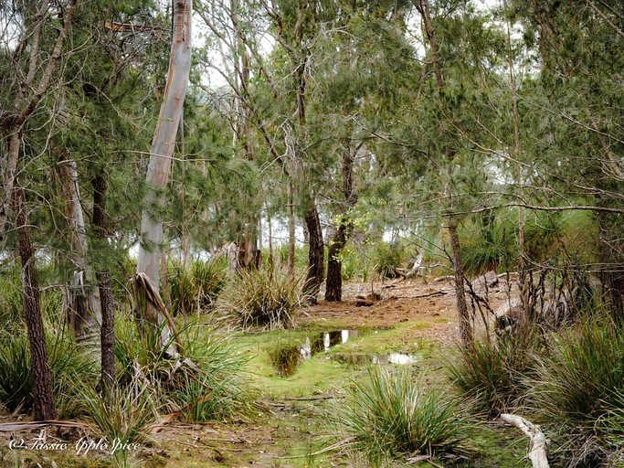 Tiny Houses (Australia, North Bruny, Tasmania)