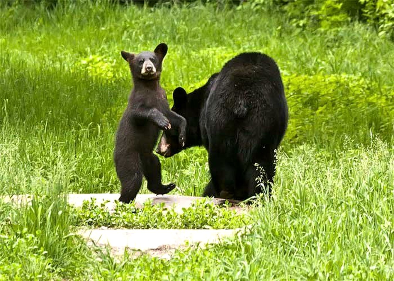 Waterfront Cabin Rental with Breathtaking Sunset Views near Lake Kabetogama, Minnesota