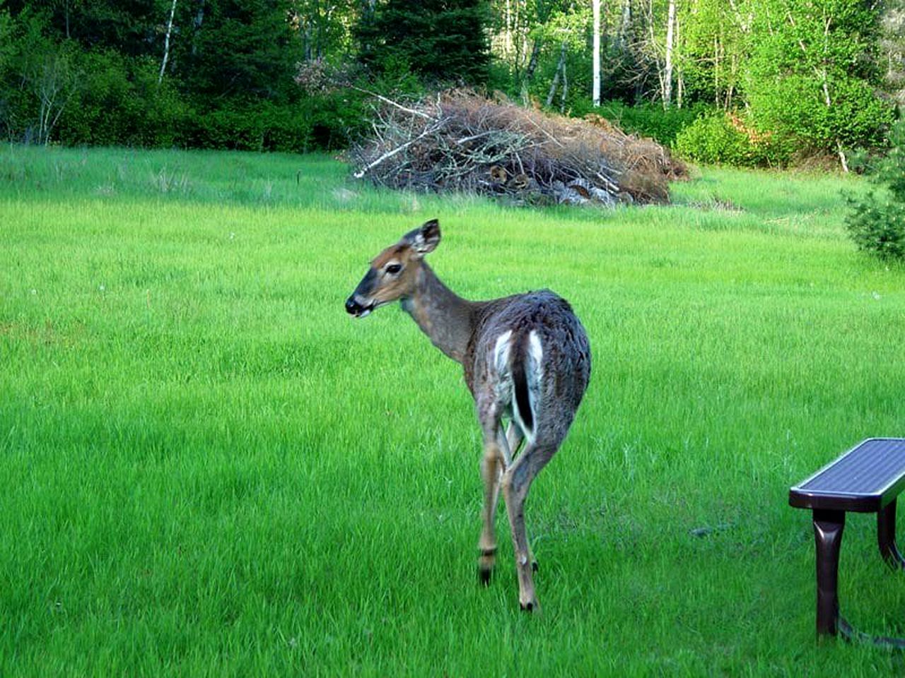 Amazing Cabin Rental in Voyageurs National Park near Lake Kabetogama, Minnesota