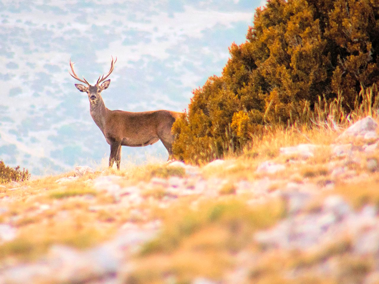 Charming Family-Friendly Cabin Rental in the Pyrenees Mountains of Catalonia