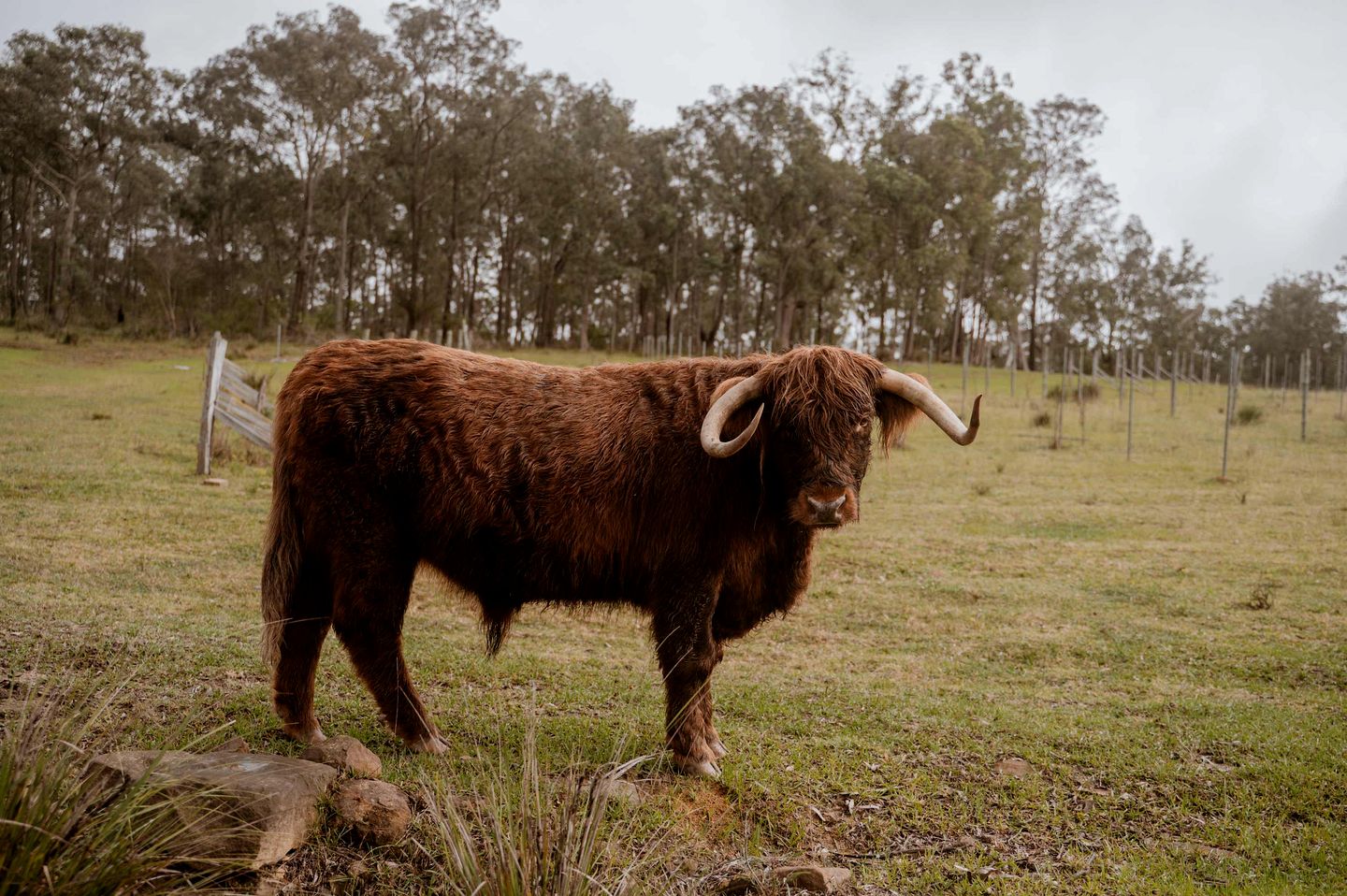 Pet-Friendly NSW Glamping Retreat with Mountain Views