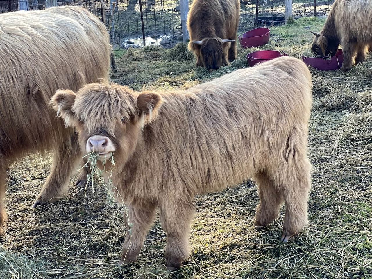 Pet-Friendly NSW Glamping Retreat with Mountain Views