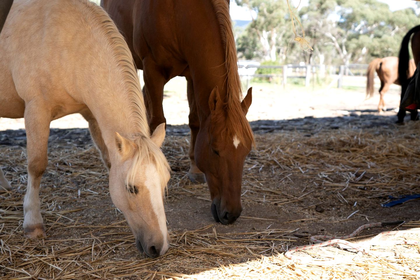 Lovely Pet-Friendly NSW Tiny Home with Horse Riding