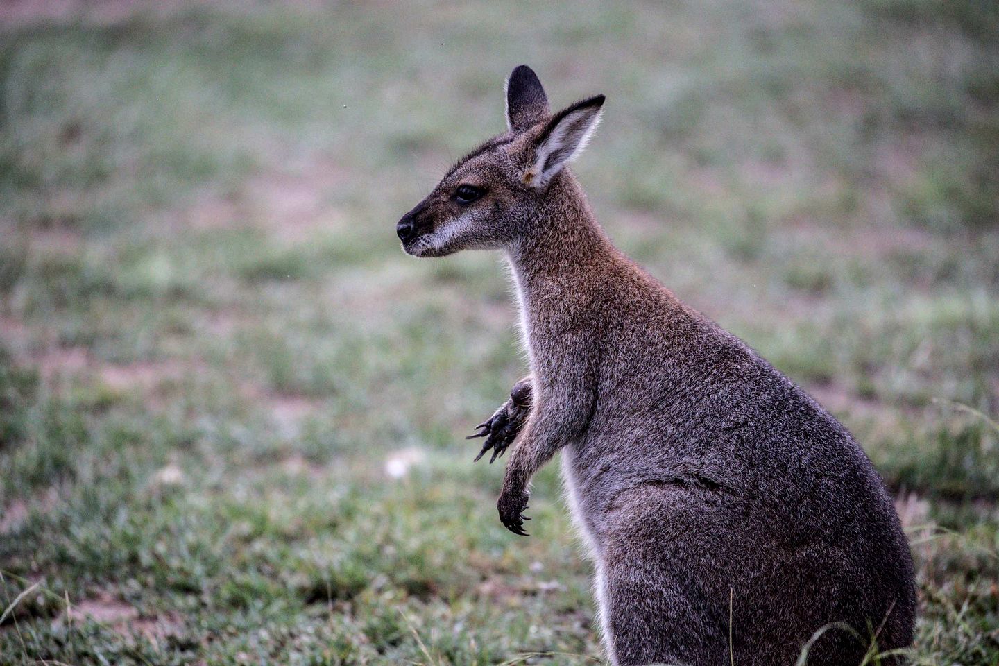 Lovely Pet-Friendly NSW Tiny Home with Horse Riding