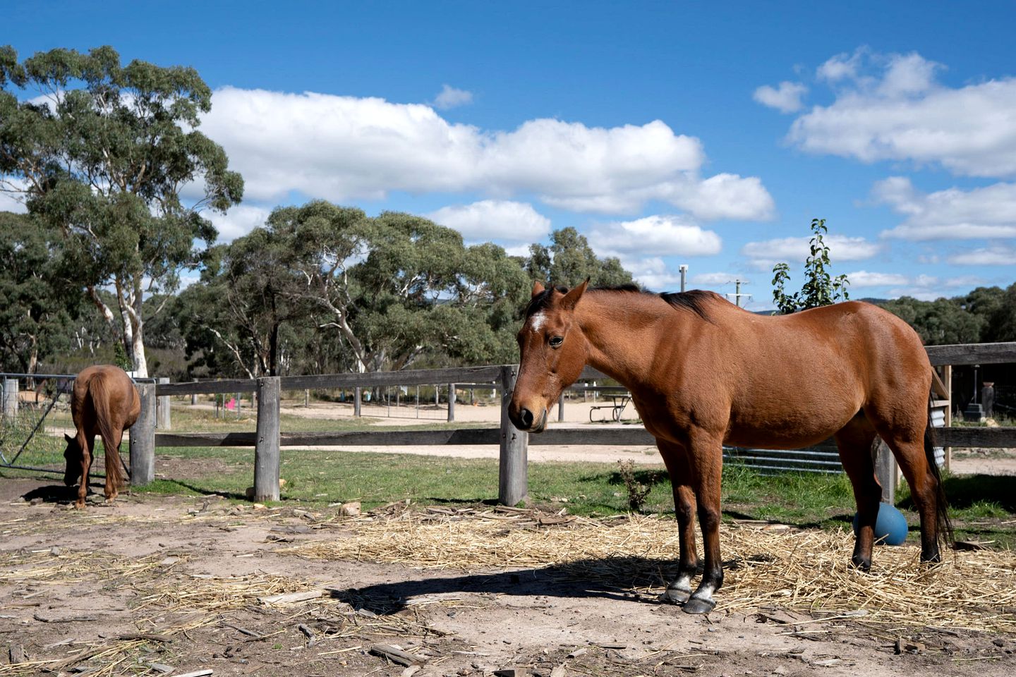 Lovely Pet-Friendly NSW Tiny Home with Horse Riding