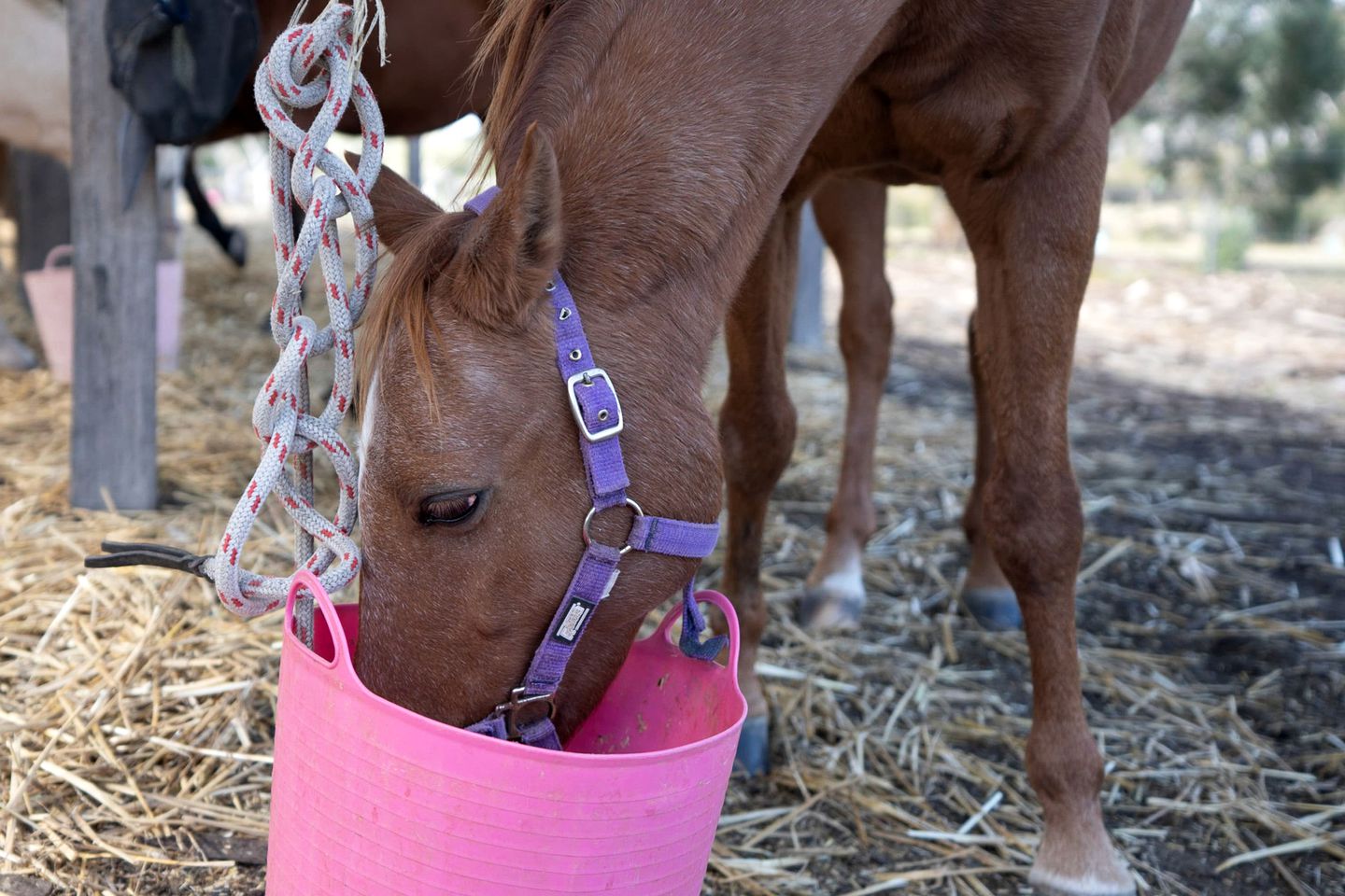 Lovely Pet-Friendly NSW Tiny Home with Horse Riding