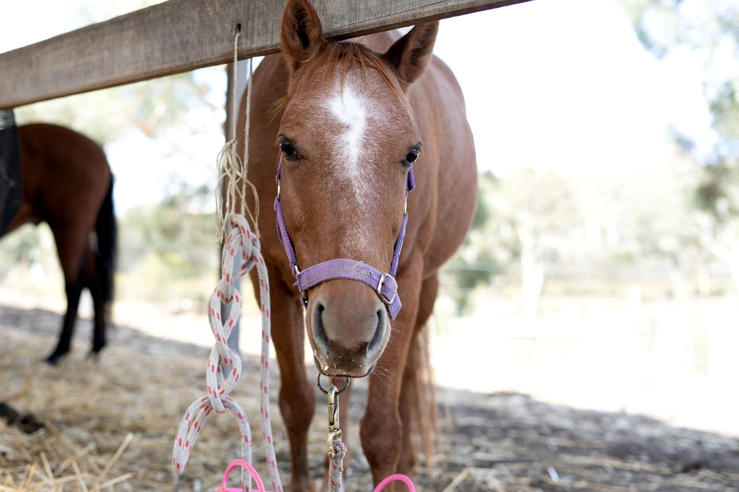 Lovely Pet-Friendly NSW Tiny Home with Horse Riding