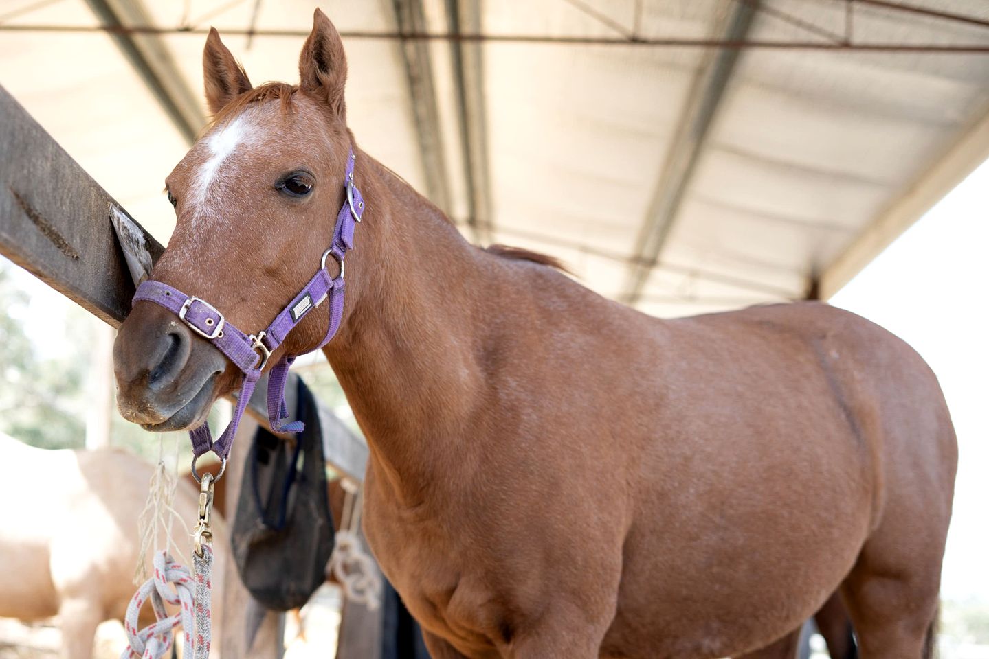 Lovely Pet-Friendly NSW Tiny Home with Horse Riding