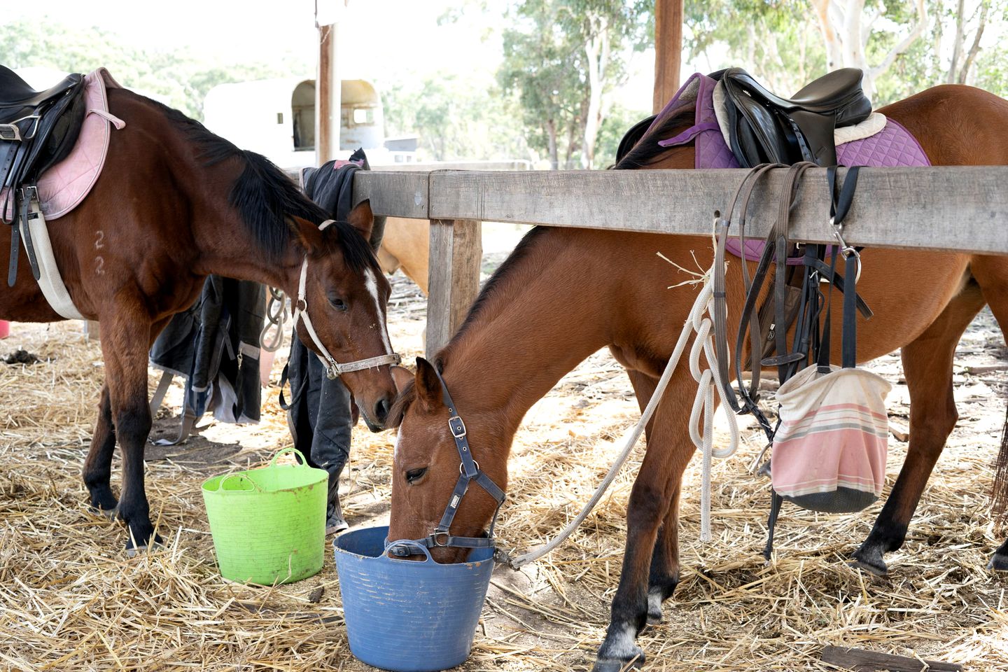 Lovely Pet-Friendly NSW Tiny Home with Horse Riding