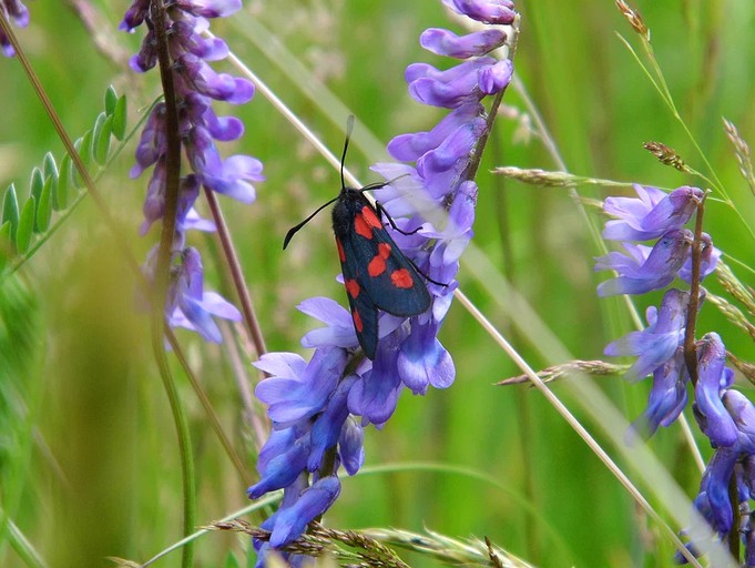 Yurts (Ceredigion, Wales, United Kingdom)