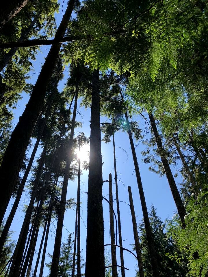 Rustic Cottage with Ocean and Mountain Views near Halfmoon Bay, British Columbia