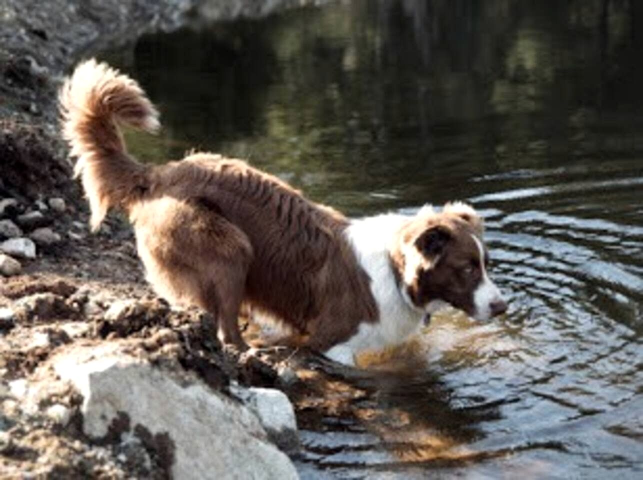 Rustic Cottage with Ocean and Mountain Views near Halfmoon Bay, British Columbia