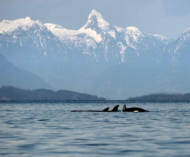 Beach Houses (Canada, Campbell River, British Columbia)