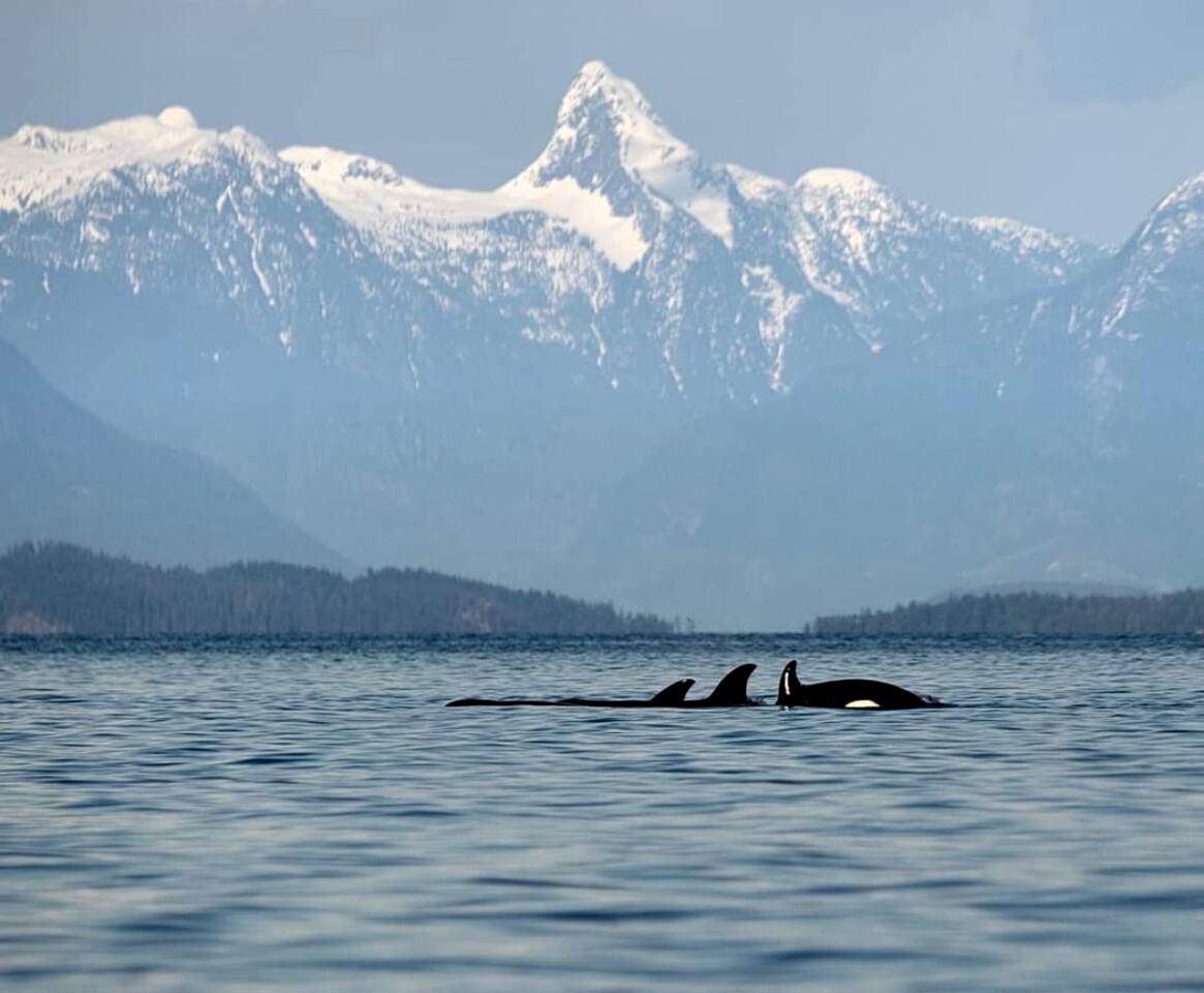Beautiful Modern Beach House with Stunning Views of the Salish Sea in Campbell River, BC