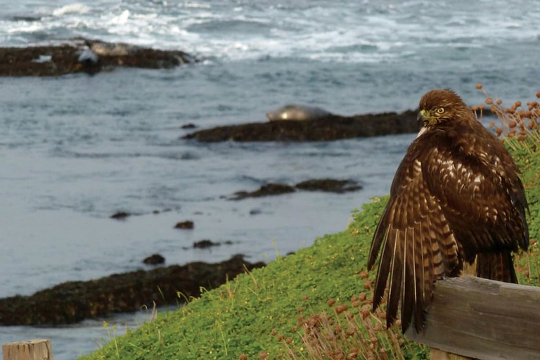 Vacation Rentals (United States of America, Montara, California)