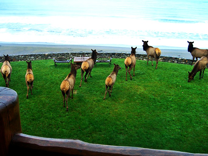 Log Cabins (Gold Beach, Oregon, United States)