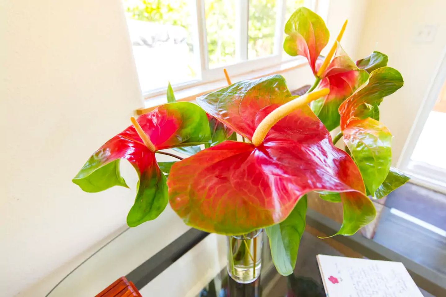 Tropical Cottage Rental near Kehena Beach in Pahoa, Hawaii