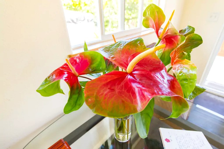 Cottages (Pahoa, Hawaii, United States)