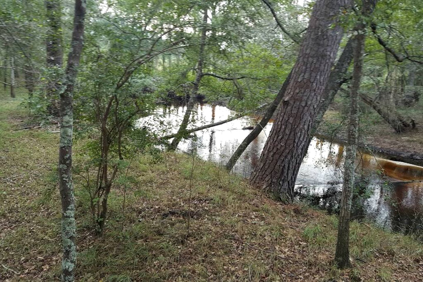 Georgia's Family-Friendly Octagon Cabin Getaway in Claxton