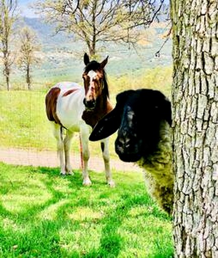 Cabins (United States of America, Fresno, California)