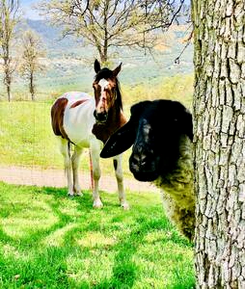 Off-Grid Birdhouse - Tiny Cabin partially finished