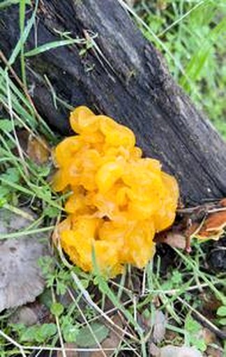 Cabins (United States of America, Fresno, California)