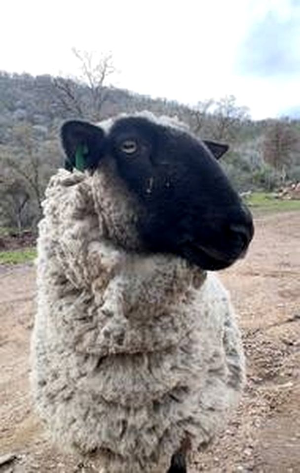 Off-Grid Birdhouse - Tiny Cabin partially finished