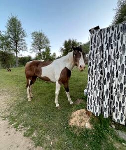 Cabins (United States of America, Fresno, California)