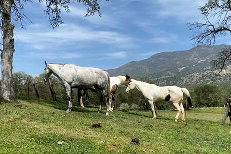 Cabins (United States of America, Fresno, California)