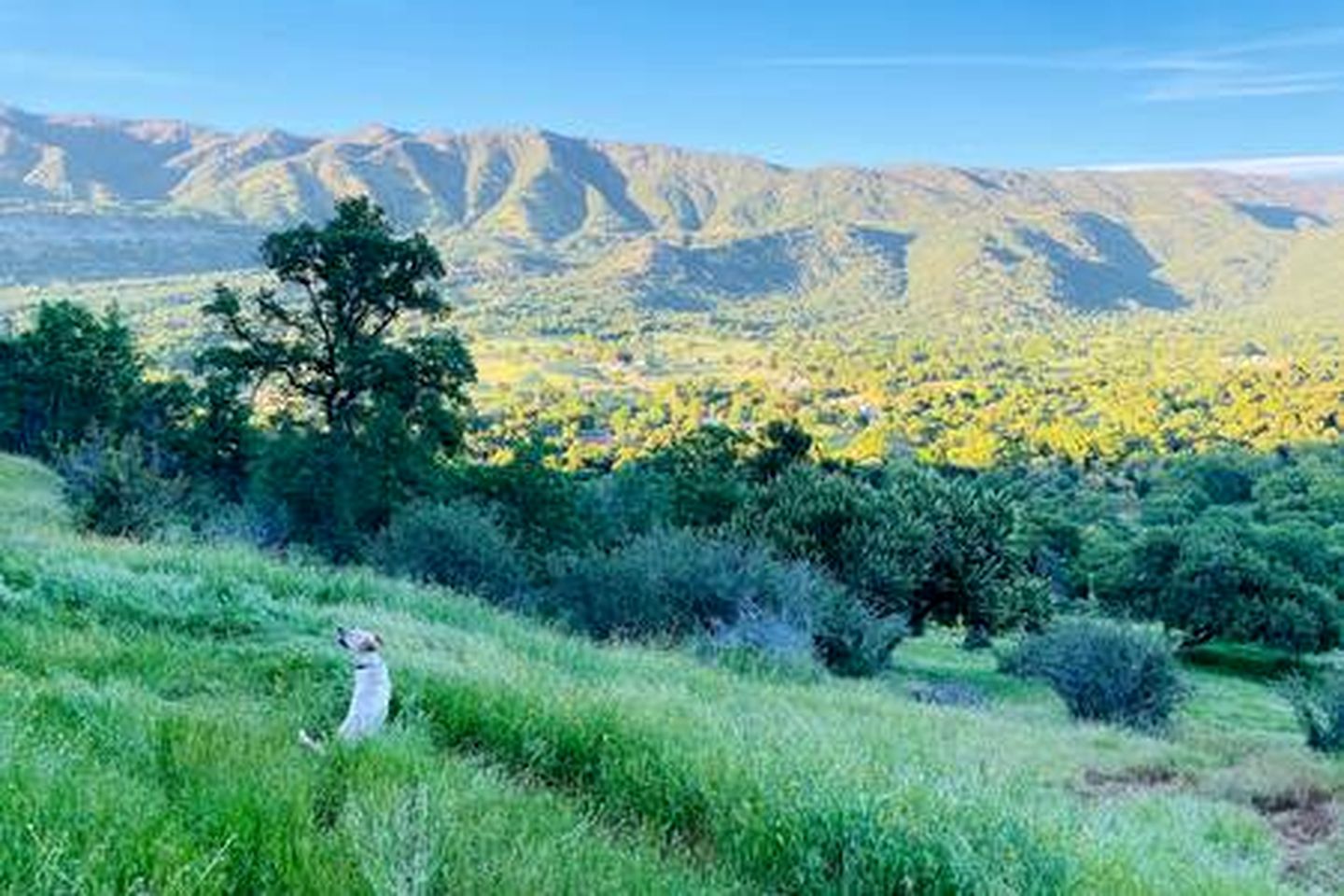 Off-Grid Birdhouse - Tiny Cabin partially finished