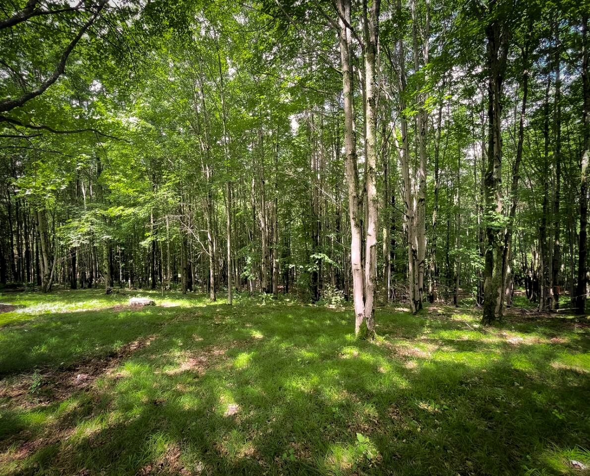 Off-Grid Tiny Cabin Retreat with Fire Pit & Forest Views in Bovina, New York
