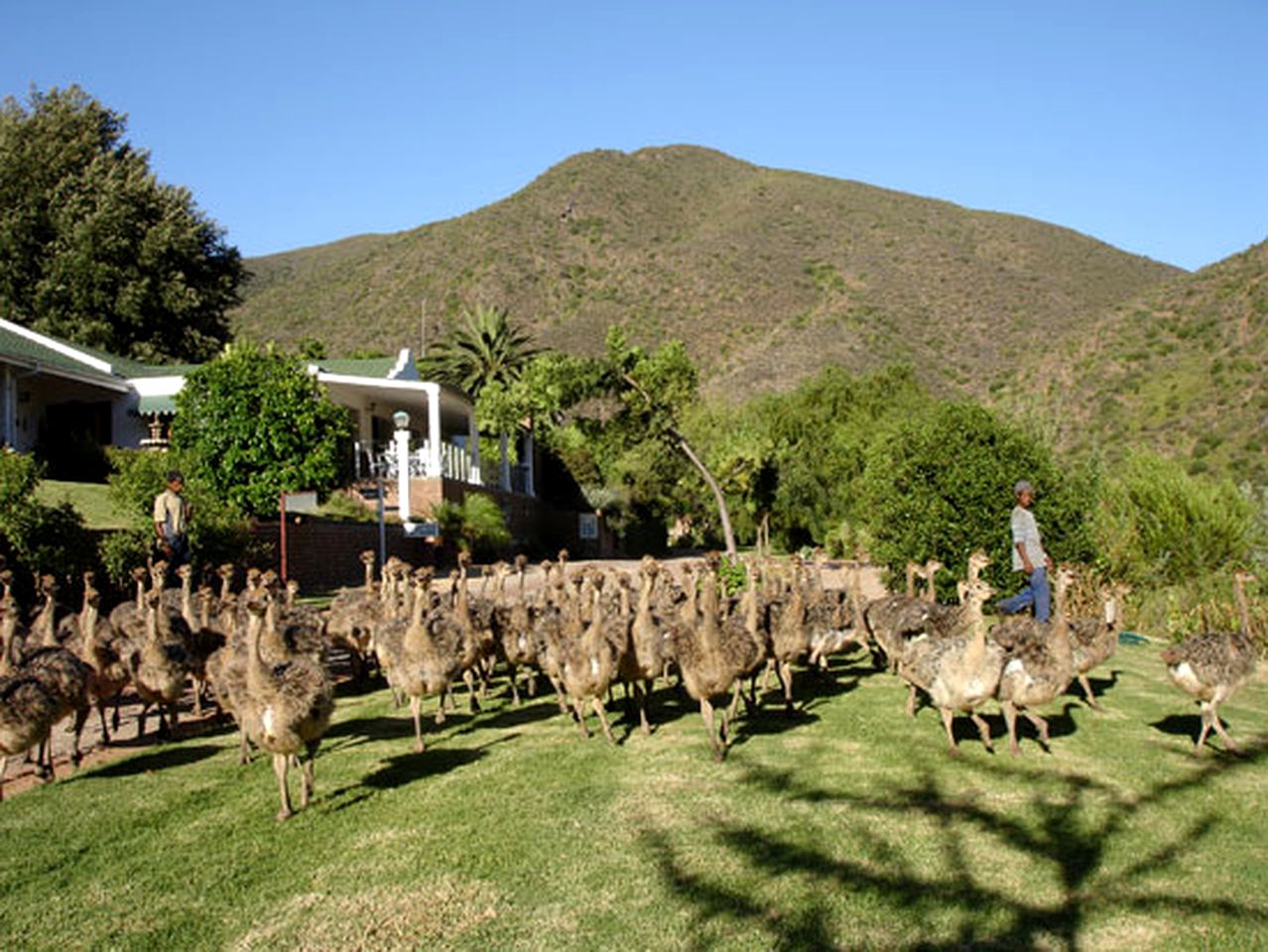 Luxury and Spacious Cabin in Oudtshoorn in Western Cape, South Africa