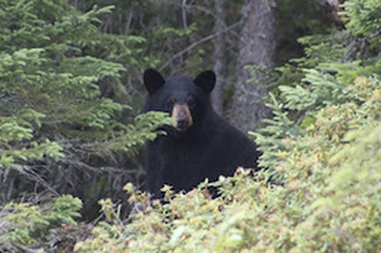 Waterfront Getaway on Lake St. Joseph in Pickle Lake, Ontario | Nature Lodges (Pickle Lake, Ontario, Canada)