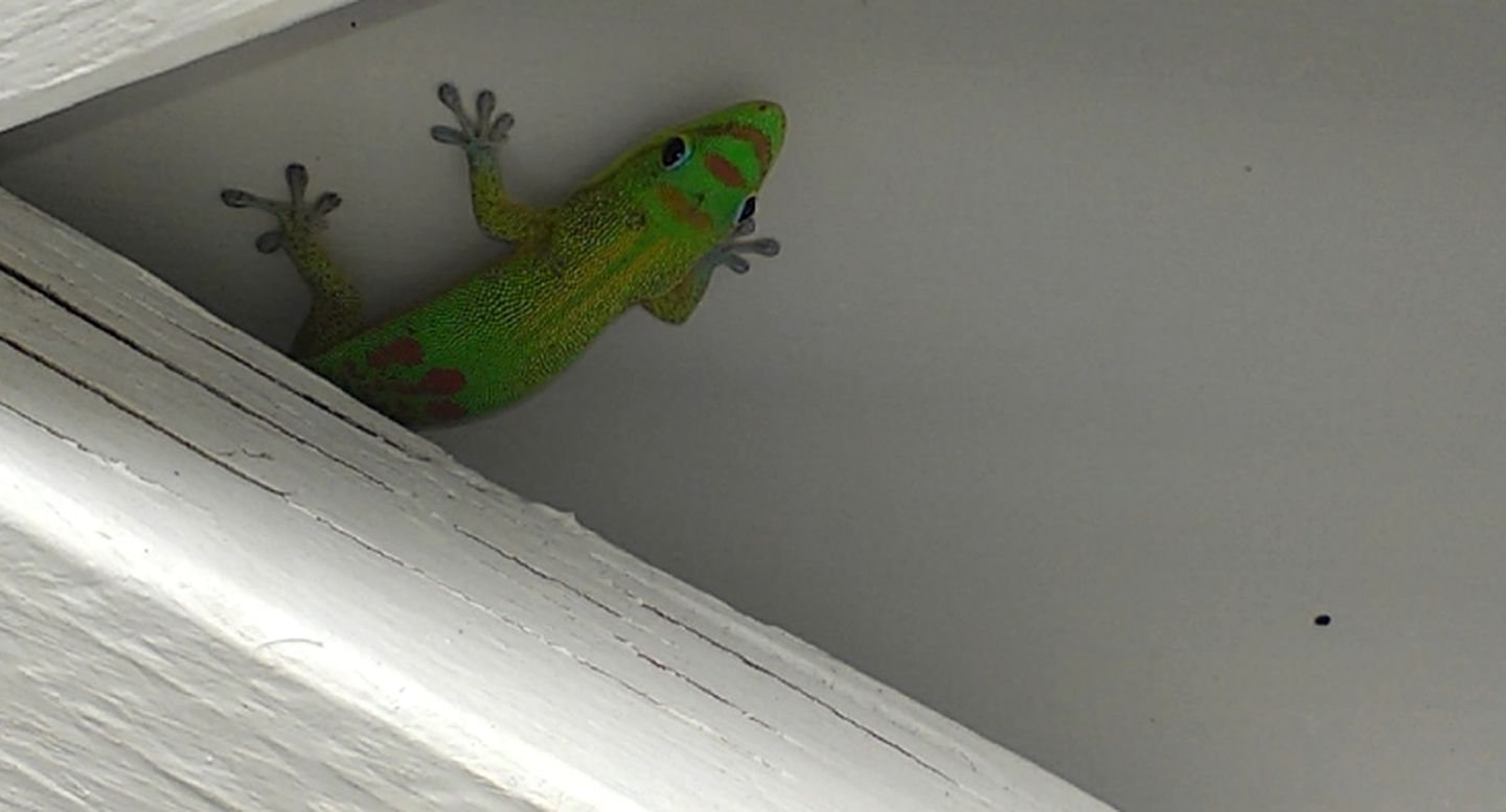 Tropical Cottage Rental near Kehena Beach in Pahoa, Hawaii