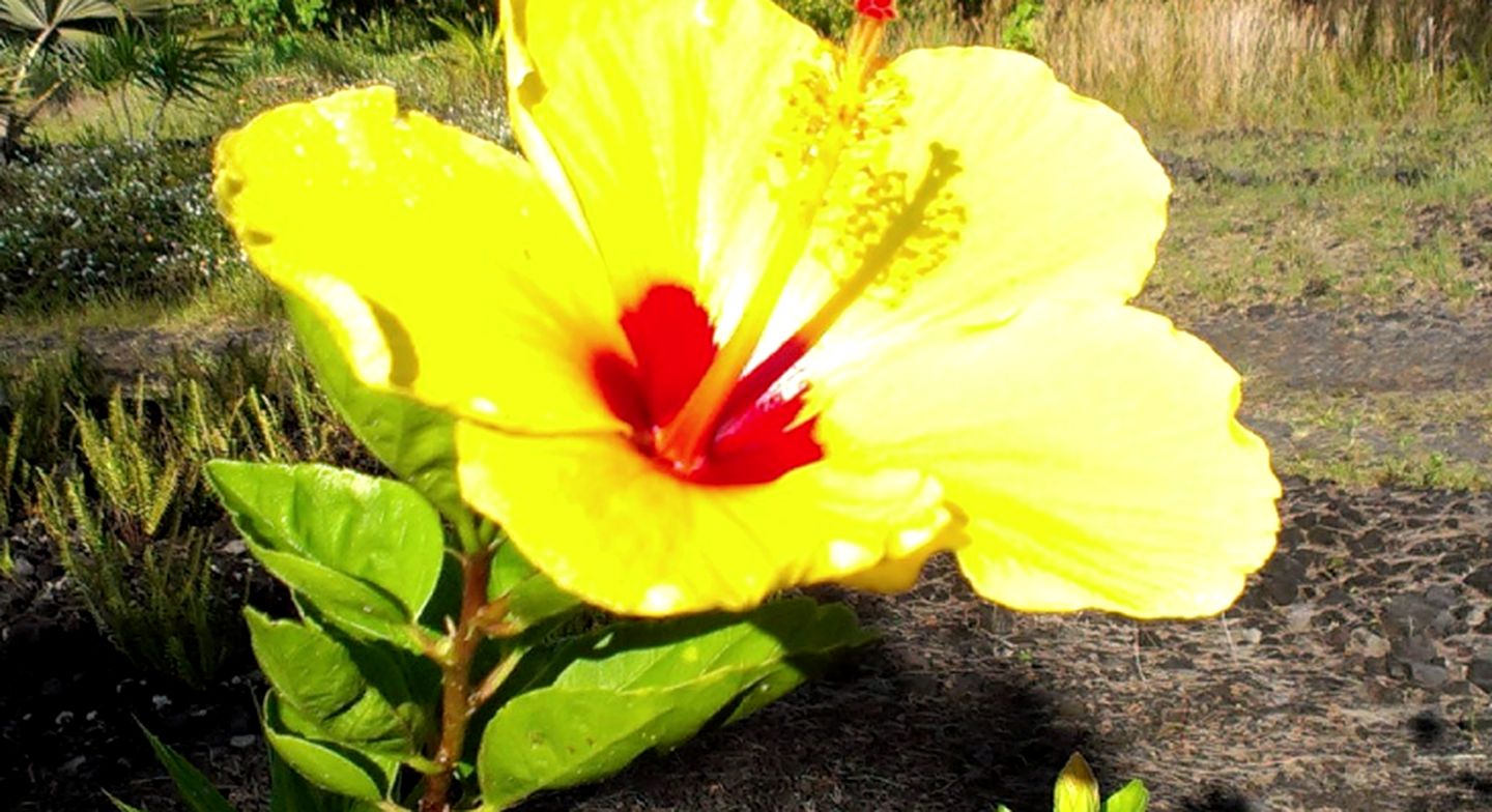 Tropical Cottage Rental near Kehena Beach in Pahoa, Hawaii