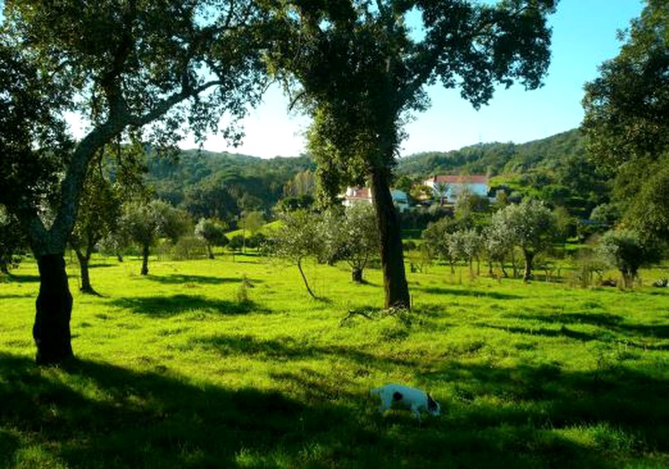 Family-Friendly Cottage Rental for a Countryside Getaway near Lisbon, Portugal