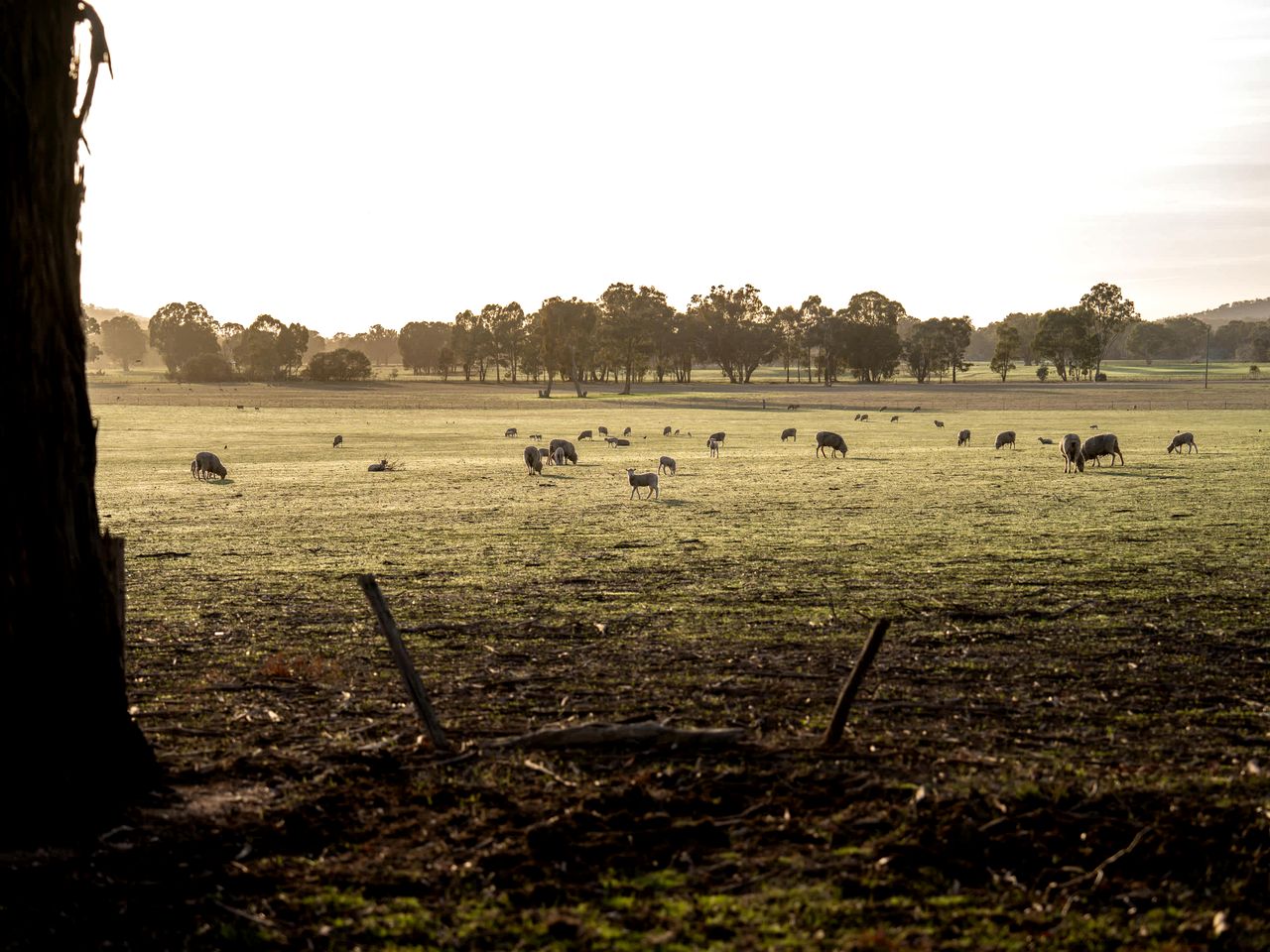 Peaceful Farmstay Tiny House Surrounded by Wildlife near Pyrenees Wineries, Victoria