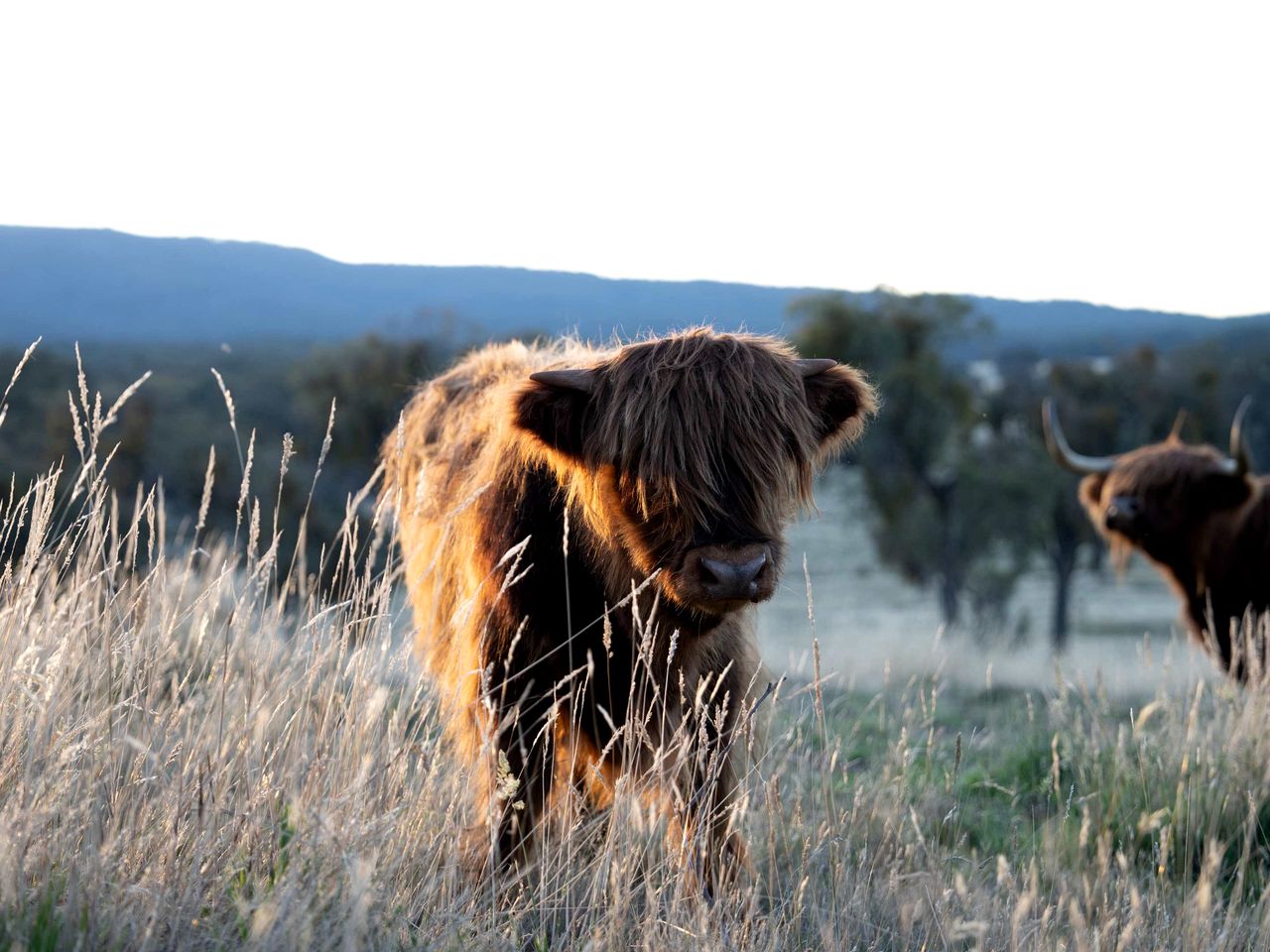 Peaceful Farmstay Tiny House Surrounded by Wildlife near Pyrenees Wineries, Victoria