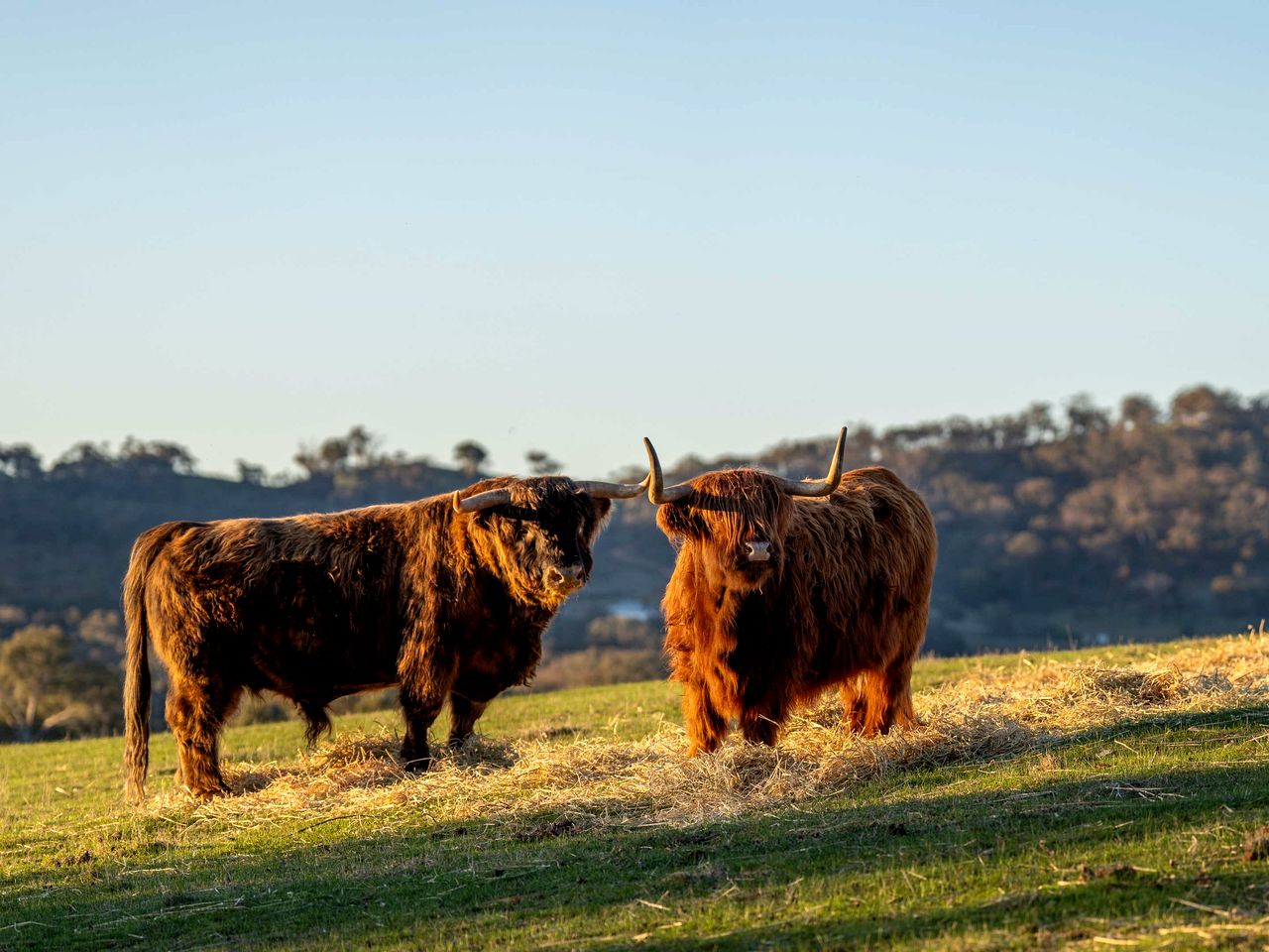 Peaceful Farmstay Tiny House Surrounded by Wildlife near Pyrenees Wineries, Victoria
