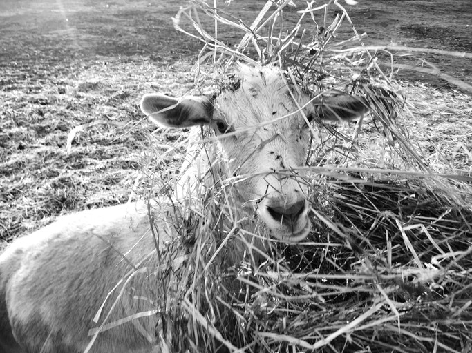 Vacation Rentals (Australia, --, --)